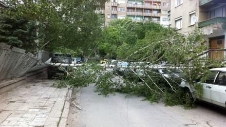 Паднали дървета потрошиха две коли на „Акациите“
