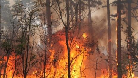 9 пожара са горели от началото на годината в горите на Североизточна България
