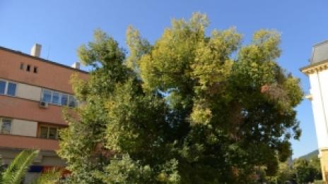 Старият бряст в Сливен е европейско дърво на годината