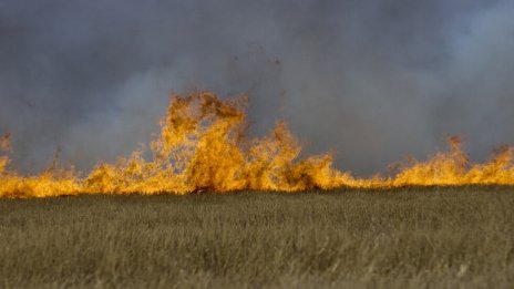 Пожар унищожи 600 дка пшеница в землището на община Тервел