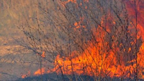 Пожар пламна в лозов масив край Долно Линево