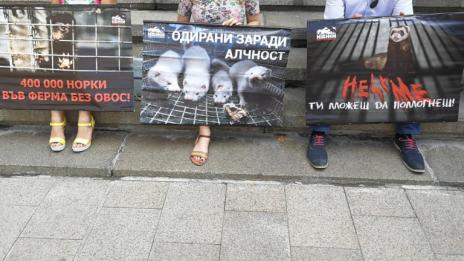 64 организации искат забрана за отглеждане и умъртвяване на животни за кожи