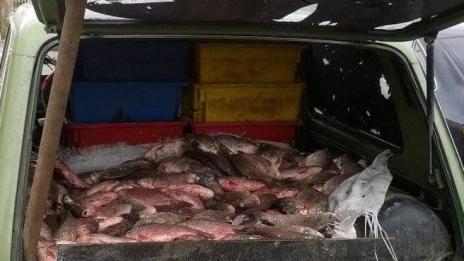 Иззеха 2660 кг незаконно уловена риба