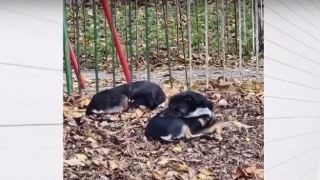 Агресивни кучета нападат деца и хора до варненско училище (ВИДЕО)