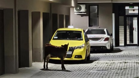 Куриоз: Теле нахлу в жилищна сграда