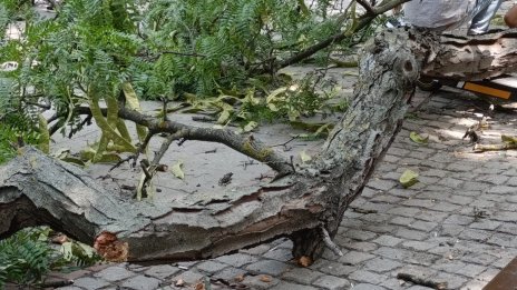 Дете е с мозъчно сътресение, след като клон падна отгоре му във Варна