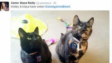Котки се "обединиха" срещу Brexit (СНИМКИ)