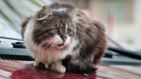 Ветеринарна клиника търси: Гушкач на котки с нежни ръце