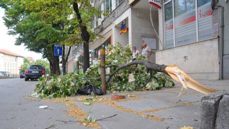 Силният вятър повали клони и дървета във Варна