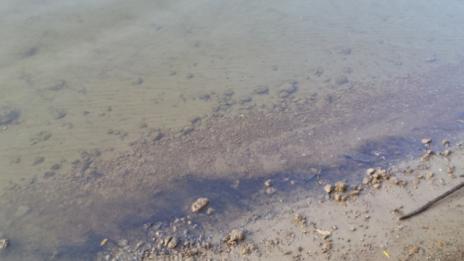 Вода с неприятна миризма оцвети Дунав край Русе