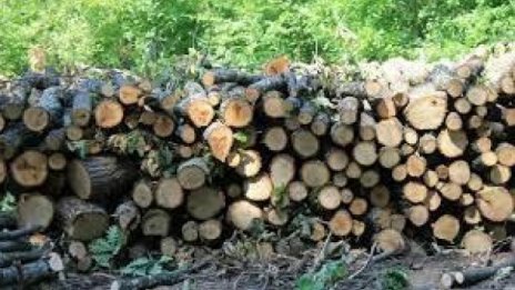 Търсенето на дърва за огрев във Варненско е скочило в пъти