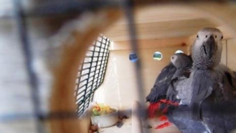 26 арестувани папагала заминаха за Франция