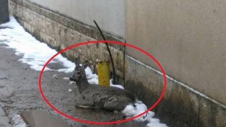 Сърничка бедства на столична улица