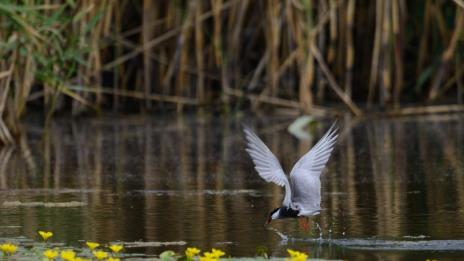 Отлагат ремонт на язовир заради птици