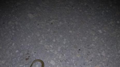 Морската градина на Варна се превърна в терариум (СНИМКИ)