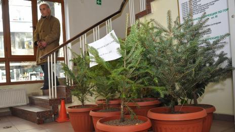 Варненци купуват живи елхички с благотворителна цел