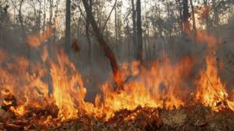 Голям горски пожар бушува край Смолян  
