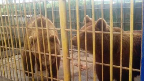 Мечка отхапа ръката на пияна рускиня