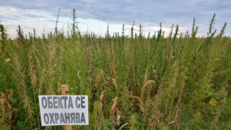 Пушачи на марихуана искат да го правят легално