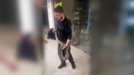 Собственикът на избягалата боа си я прибра вкъщи
