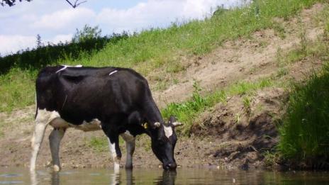 Спецакция спаси пияна крава
