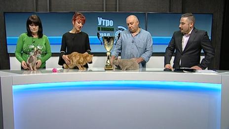 "Щрихи от утрото" (15.11.2019) - Породисти котки от цял свят се събират във Варна 