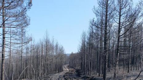 50 г. трябват за възстановяване на гората над Кресна