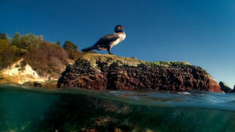 Откриват Международен салон по подводна фотография в Градската галерия във Варна