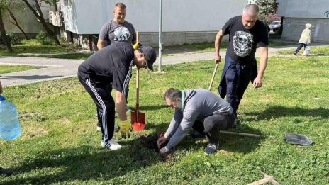Районните кметове във Варна засадиха 300 фиданки