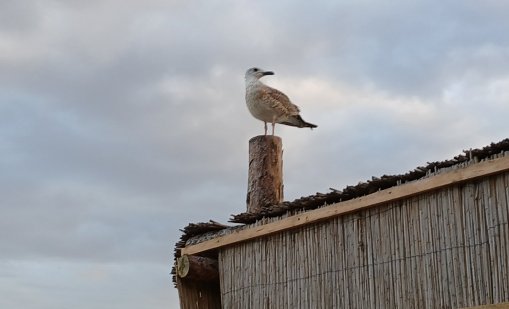 Какво ще бъде времето в сряда?