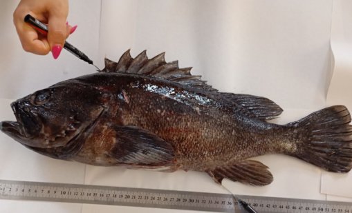 Риба пришелец, дошла от океана, живее по-добре в Черно море 