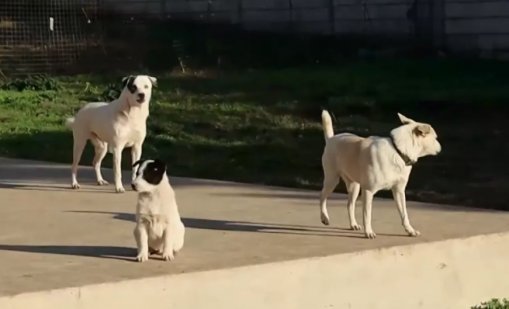 Разстрел на пет кучета в Добричко разбуни чуждестранната общност у нас