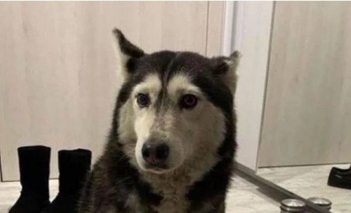 Искат Църквата да обяви кучето Мая за мъченик и да я честваме на 14 май