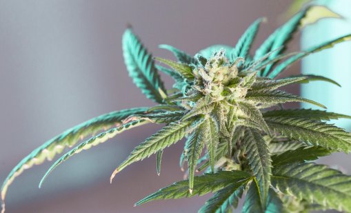 Съдят мъж от Варна, отлеждал марихуана и имал над 5 кг материал, готов за продажба 