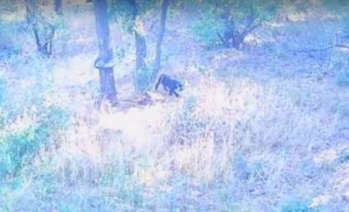 Съвет: Видите ли черния леопард, не му обръщайте гръб
