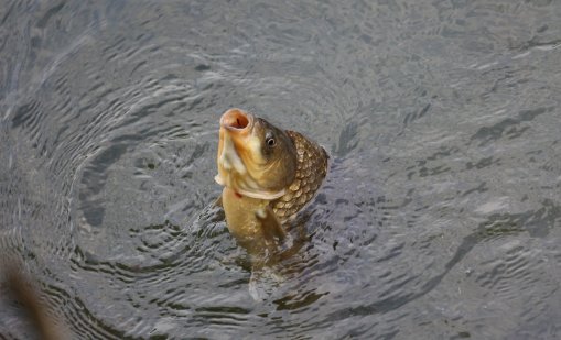 Варненски моряк споделя най-вкусната рецепта за никулденски шаран