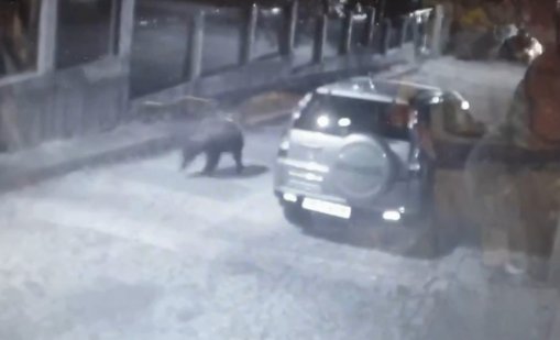 Мечка се разходи по улиците на Карлово