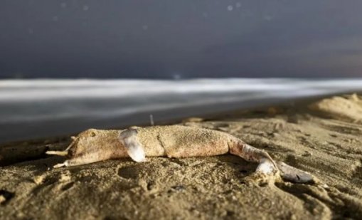 Труп на делфин изплава на плажа в Шкорпиловци