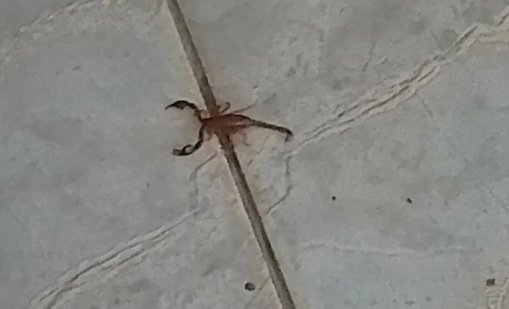 Паника! Нашествие от скорпиони в роден черноморски град (СНИМКИ)