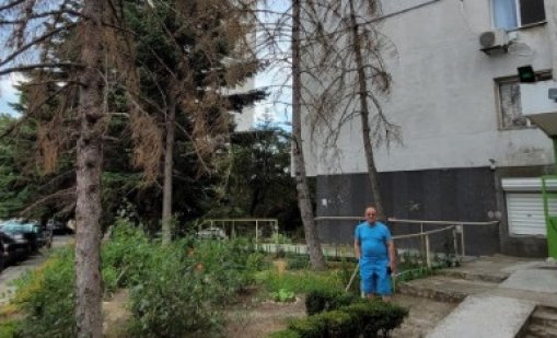 В кв. "Чайка" живеят в страх от изсъхнали дървета 