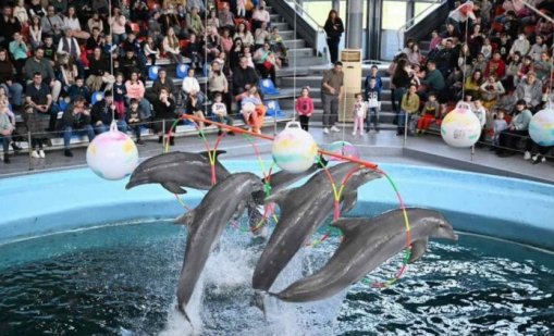 Безплатни коледни представления за децата ще има във Варненския делфинариум