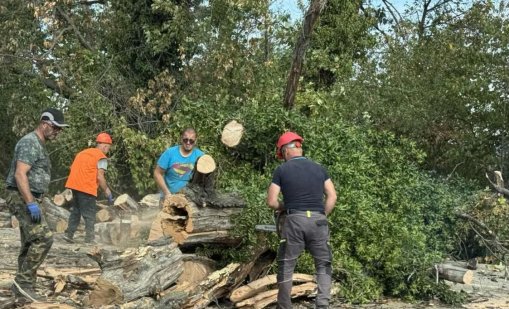Започват санитарното прочистване на дървета в Градска градина на Варна