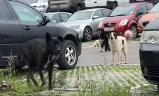 Агресивни кучета тормозят варненския квартал "Изгрев", родители се страхуват за децата си