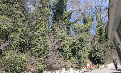 Бръшлянът масово убива дървета във варненските паркове