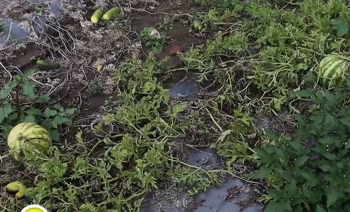 Сушата и високите температури съсипаха реколтата в Добруджа
