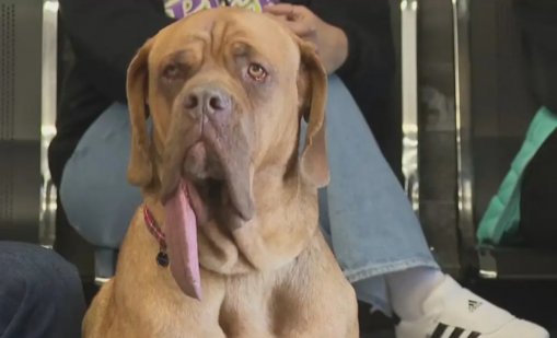 Нов рекорд: Вижте кое е кучето с най-дълъг език в света