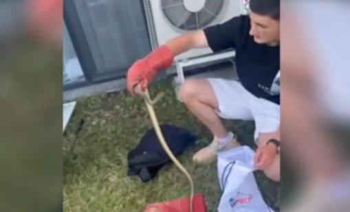 Търсят ловец на змии във Варна (ВИДЕО)