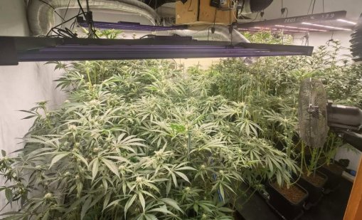 14-та поред наркооранжерия разкриха полицаите във Варна за тази година (СНИМКИ)