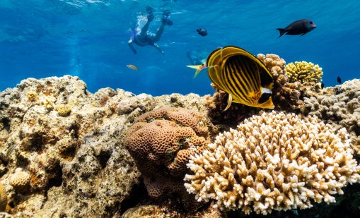 Учените прогнозират почти пълното изчезване на коралите! Какво ще се случи след смъртта им