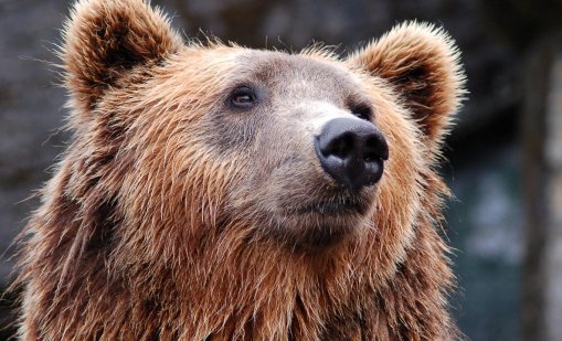 Няма страх: Мечка се поразходи из ловешки улици
